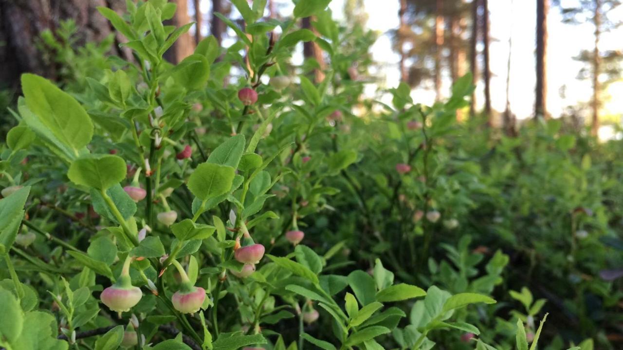 Willa Koskenselaen Lomakylae Puumala Zewnętrze zdjęcie